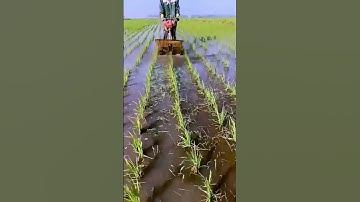 The process of removing weeds from rice = good machinery can do more with less