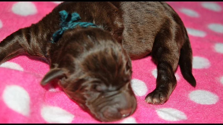 Meet our new litter!  Amazing labradoodles!!