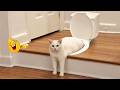 CATS Acting Too FUNNY Caught on Camera 2026 🤣🐱 | Funny Cat Moments 🐈