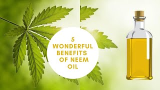 5 Wonderful Benefits and Uses of Neem Oil screenshot 3