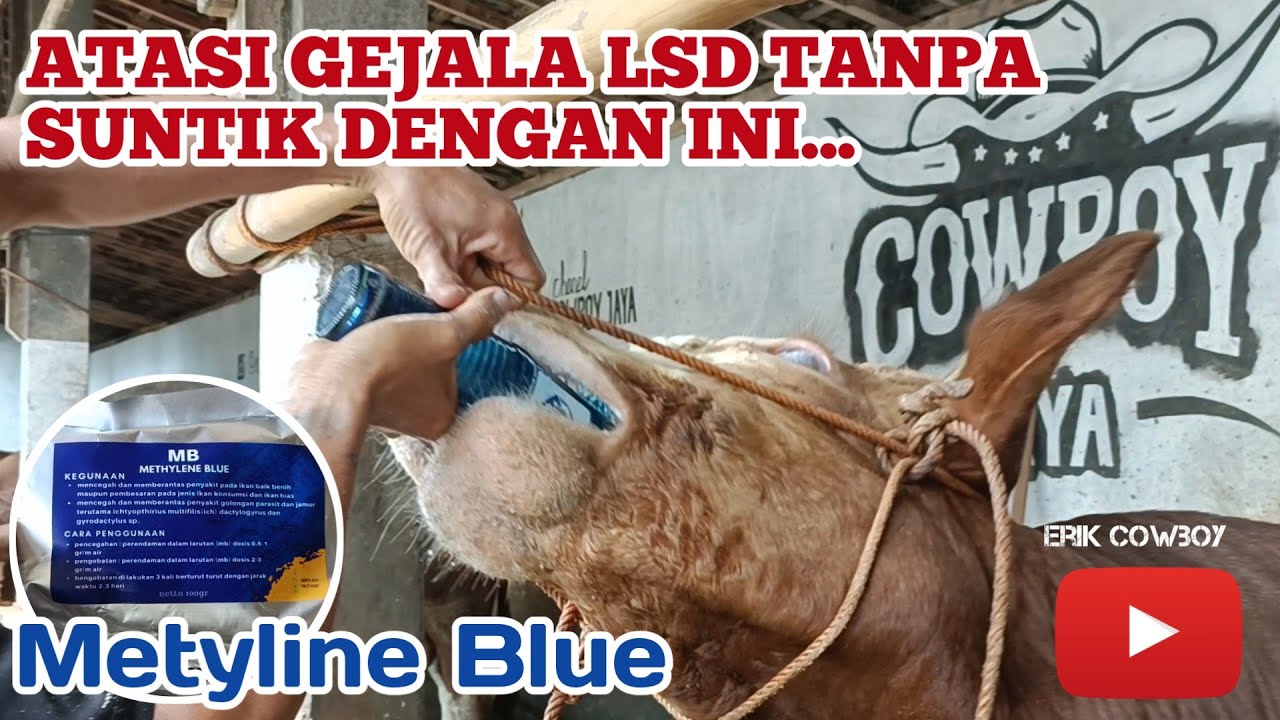 Cara Mengatasi Gejala LSD TANPA SUNTIK / Inject. Metyline Blue.