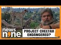 Cheetah deaths  valmik thapar explains what needs to be done to save the cheetahs  news9