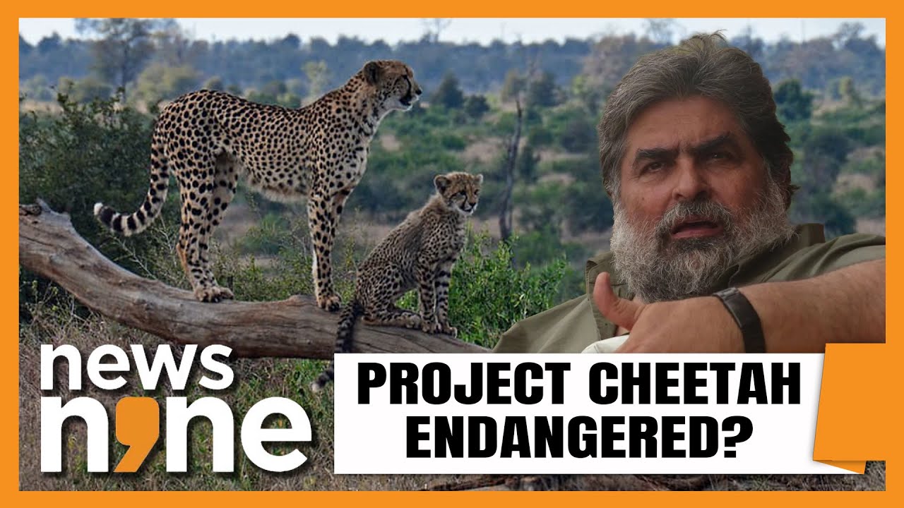 Cheetah Deaths | Valmik Thapar Explains What Needs to Be Done To Save