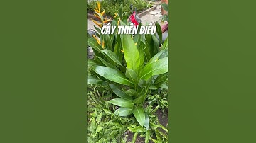Một loại cây trồng ban công, trồng sân vườn, chịu nắng, lọc không khí #caythiendieu