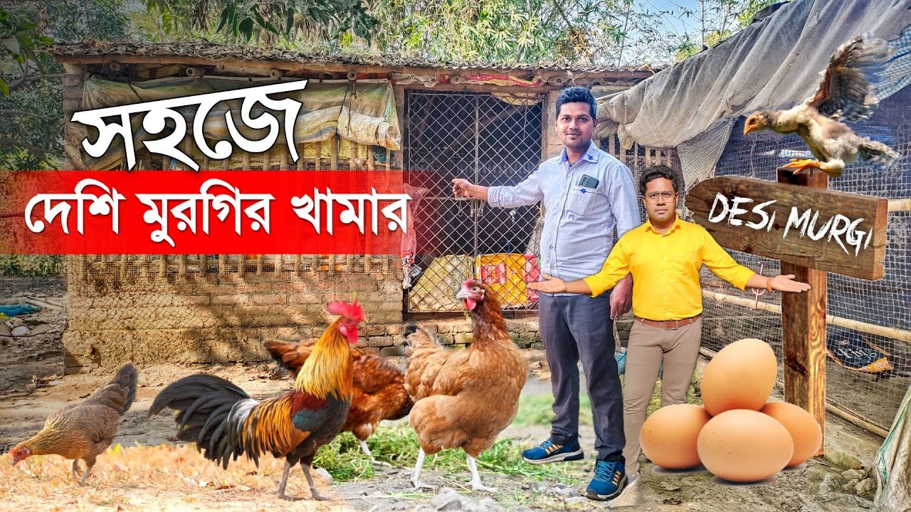 নতুন পদ্ধতিতে দেশি মুরগি পালন | DESI POULTRY FARMING | CHICKEN FARM | LOCAL MURGI FARM |