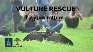 Rare Egyptian Vulture Rescue | Maha Forest Department | Eco-Echo Foundation | Nashik
