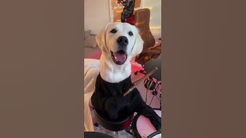 Thumbnail of Puppy Drummer Playing Rock  🤘 #shorts