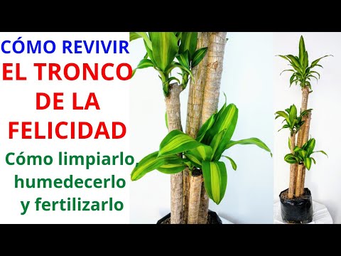 Video: Círculos de tronco de árboles frutales: descripción, características de cuidado y recomendaciones