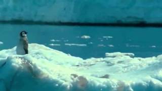 Il Pinguino Solitario-The Lonely Penguin.wmv