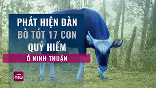 3 tháng "nằm rừng" lần theo dấu vết, phát hiện đàn bò tót 17 con quý hiếm ở Ninh Thuận | VTC Now