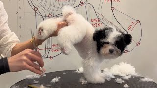 Very Cute Tiny Poodle Puppy Grooming | Puppy Grooming | Dog Grooming