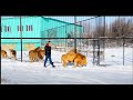 УДИВИТЕЛЬНОЕ   ВИДЕО !!! Олег Зубков ведет льва Малыша  на свидание к львицам .Тайган