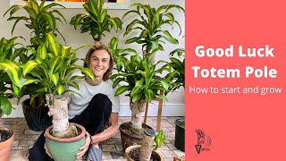 Good Luck Oriental Totem Pole Growing Guide - Dracaena fragrans screenshot 5