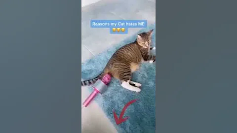 Watch the video about #catvideos #funny #cat #kitten #funny #moments