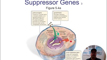Mader 17e PPT Ch05 ACCESS