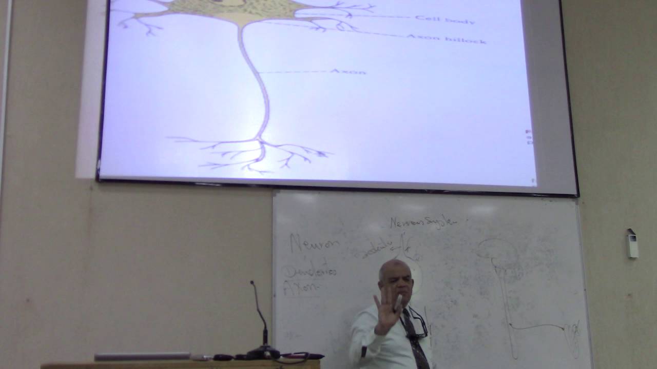 Neuroanatomy lec 1 - YouTube