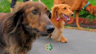 Metropolitan Veterinary Hospital - Pet Emergency & Specialty Care