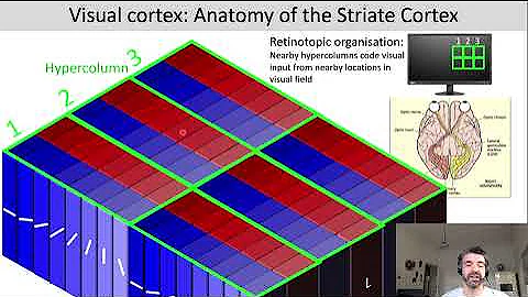 Introduction to Cognitive Neuroscience: Session 4.2 (Neural basis of visual processing: cortex)