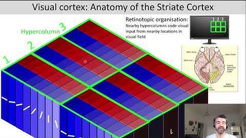 Introduction to Cognitive Neuroscience: Session 4.2 (Neural basis of visual processing: cortex)