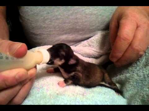 Cute Chihuahua Newborn Teacup Puppies