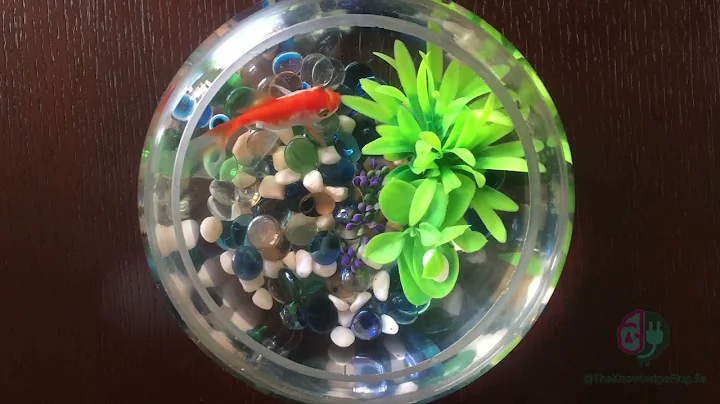 🐠✨ Do goldfish really only have a 3-second memory?