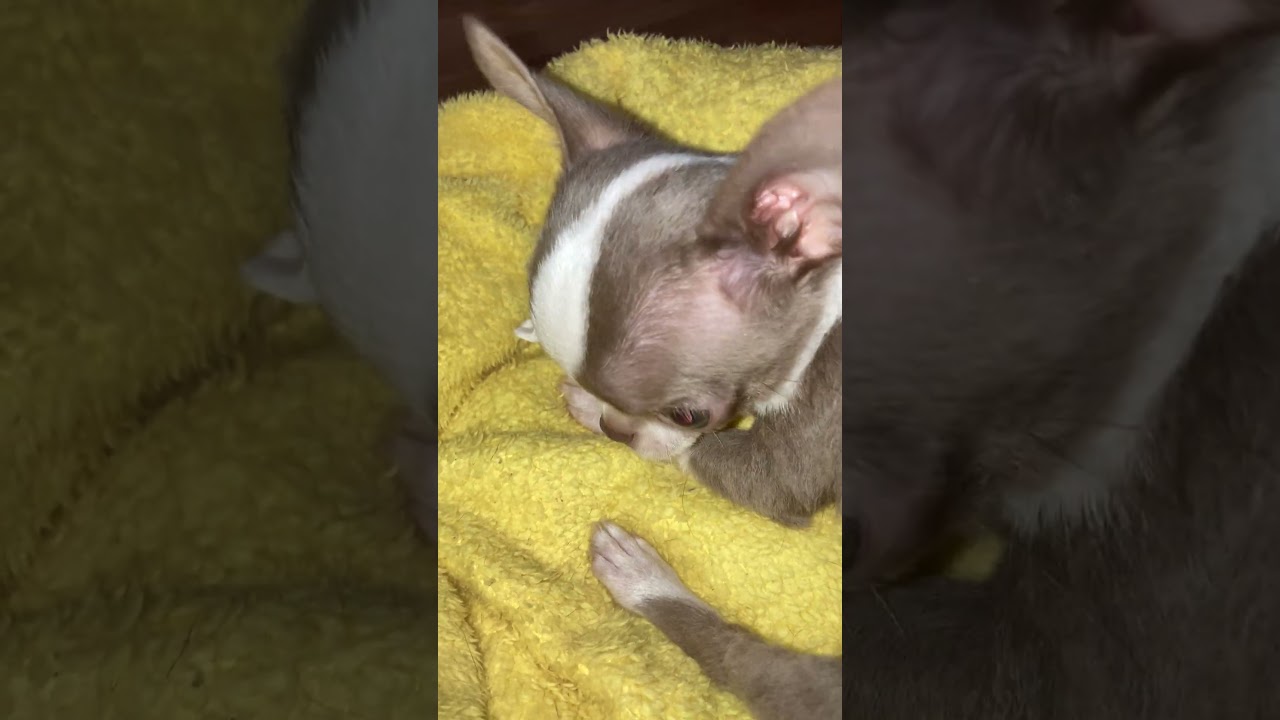 Адель и Далита 