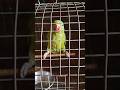 मिट्ठू मिट्ठू मिट्ठू तोते की सुंदर आवाज #birds #parrot