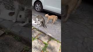 Angry male cats hot argument for female |Cats Fighting|01