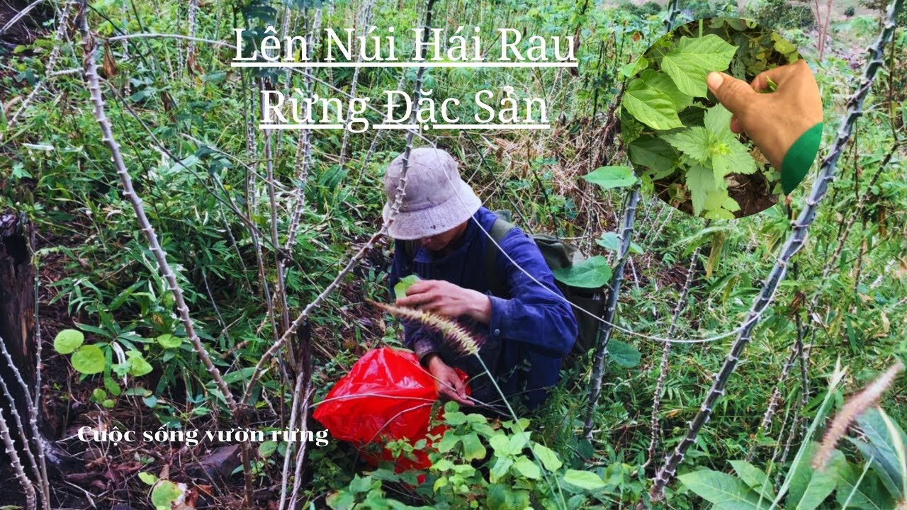 Lên Núi Hái Loại Rau Rừng Đặc Sản, Ít Người Biết Ăn