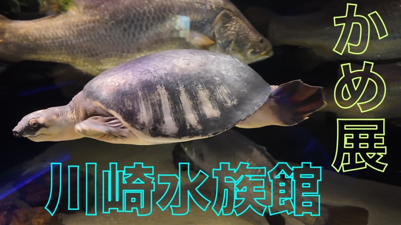 川崎水族館に行って来ました！！