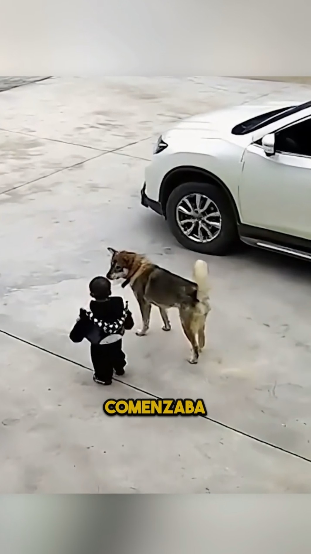 ¡El perro que salvó la vida de un niño! ?