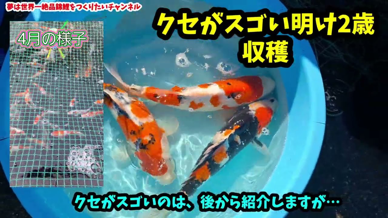 鯉 2025.10.12 錦鯉ライフ☆クセがスゴい明け2歳を収穫☆どんな仔に