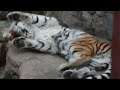 Как разбудить сонного льва и тигра. Большие кошки 2021.