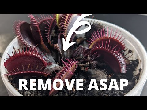 5 Reasons to Cut off the Flowers of Your Venus Flytrap (with instructions)