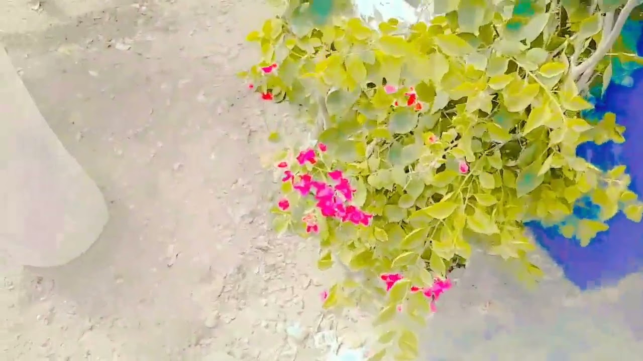 vilos check karo syrup vilos viral vilos 