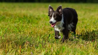 Do Border Collies like to play in the snow? by Border Collie USA 1 view 1 month ago 4 minutes, 53 seconds