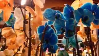 ❧🌺Pretty color dyed turquoise and peach Orchid flowers🌺❧