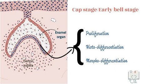 Physiological stages of Tooth Development