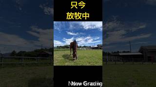 只今放牧中2　Now Grazing　可愛くてごめん (feat. かぴ)