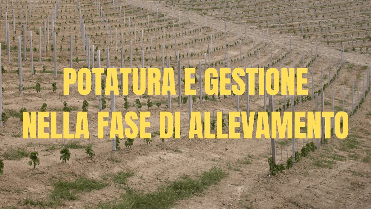 Potatura e gestione nella fase di allevamento della vite