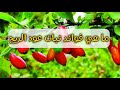 ماهي عشبة عود الريح و ماهي فوائد هذه العشبة ماهي عشبة عود الريح و ماهي فوائد هذه العشبة