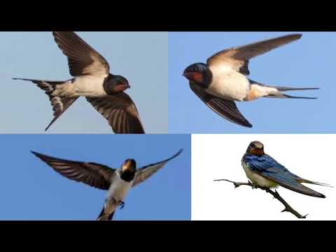 صوت طائر السنونو للصيد    