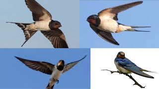صوت طائر السنونو للصيد swallow bird sound 🔥mp3