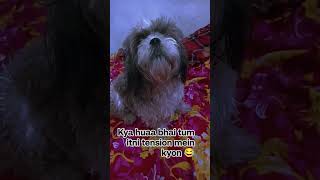 #comedy #funny #adoreble #pets #cat #dog #comedy #viralvideo #video #vlog