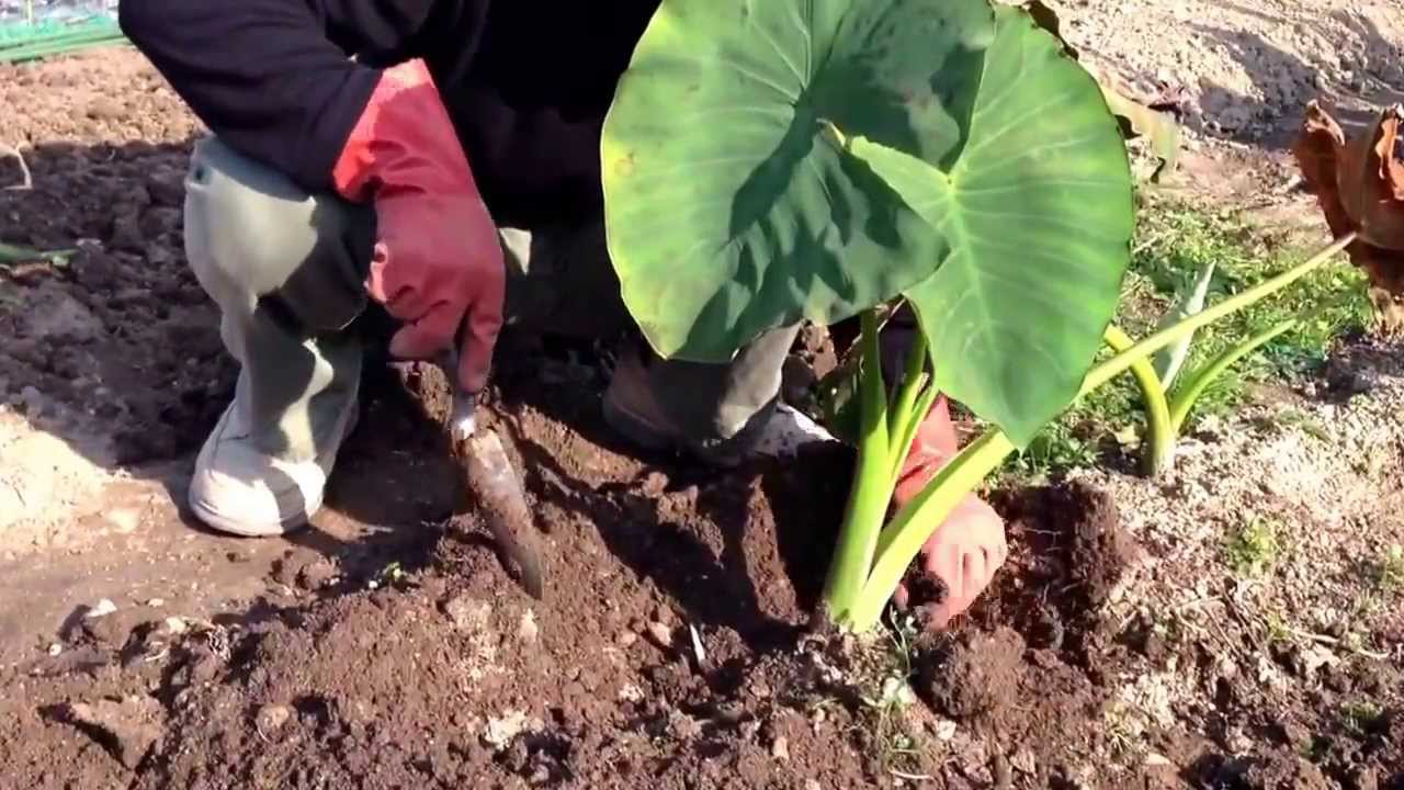 里芋保存 Todding