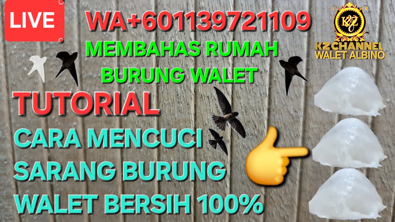 TUTORIAL CARA MENCUCI SARANG BURUNG WALET BERSIH SERATUS PERSEN
