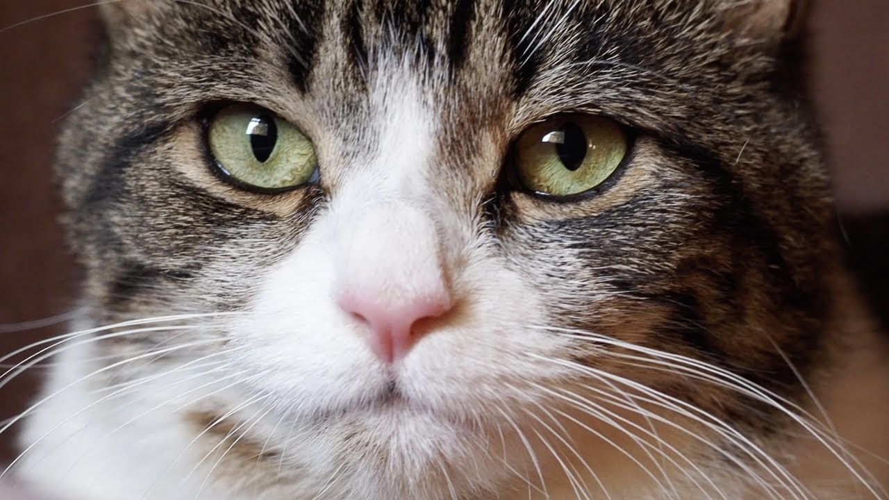 the cat is looking into your soul YouTube