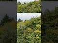 Descending Into Autumn – A Drone’s Journey Through the Golden Woods 🍂