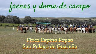 Faenas y doma de campo en Finca Espino Rapao, San Pelayo de Guareña 16 Marzo 2024