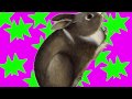 Shandy rabbitoh rabbitoh